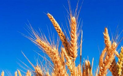Siccità: dalla ricerca CREA, innovazioni per cereali più resistenti
