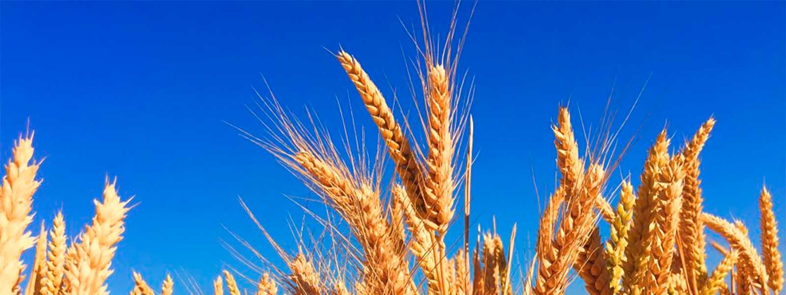 BOOSTER - Siccità: dalla ricerca CREA, innovazioni per cereali più resistenti