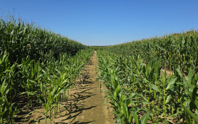 Pioneering breakthroughs in crop science through collaboration and innovation