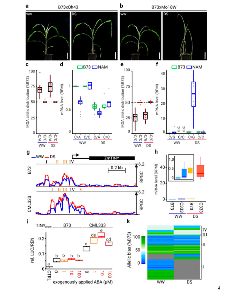 BOOSTER Project - Genetic variation at transcription factor binding sites largely explains phenotypic heritability in maize