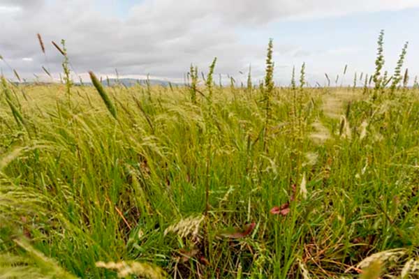 Un BOOSTER a mais e teff per resistere alla siccità