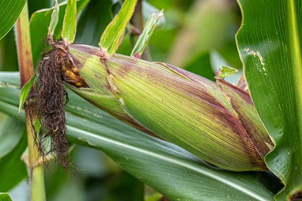 BioAtlantis partners in €4.9M EU project to create climate-resilient cereals