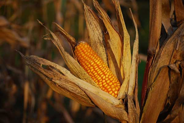 Siccità: dalla ricerca CREA, innovazioni per cereali più resistenti