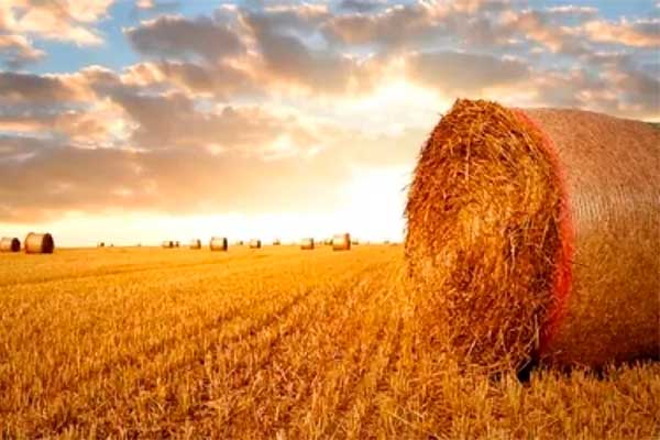 Siccità, dalla ricerca Crea innovazioni per cereali più resistenti