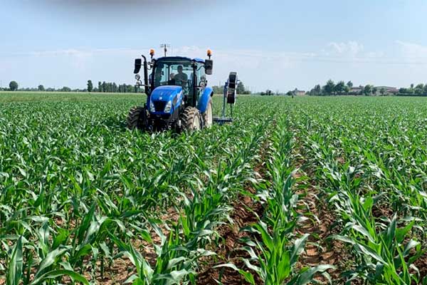 Siccità. Al via il progetto BOOSTER per mais e teff resilienti ai cambiamenti climatici