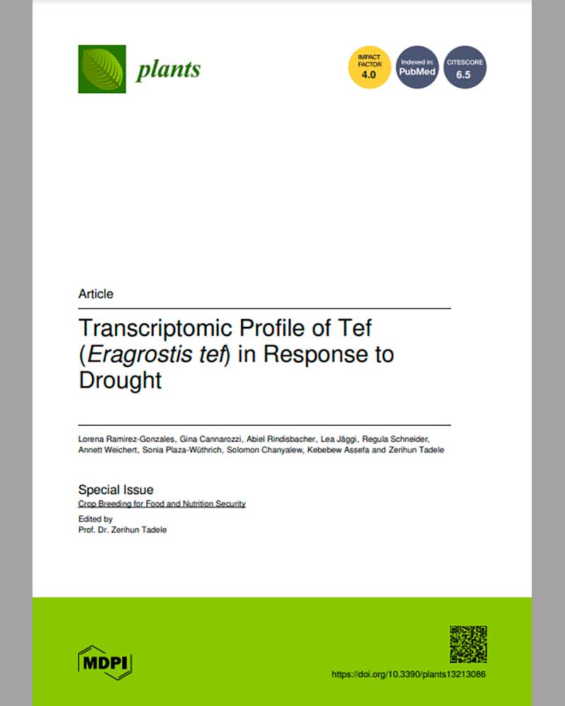 BOOSTER Project - Transcriptomic Profile of Tef (Eragrostis tef) in Response to Drought