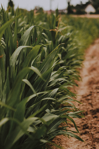 BOOSTER Project - Transcriptomic Profile of Tef (Eragrostis tef) in Response to Drought