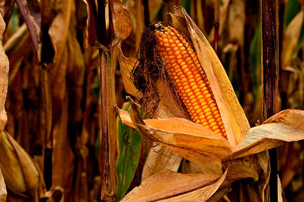 Genetic variation at transcription factor binding sites largely explains phenotypic heritability in maize